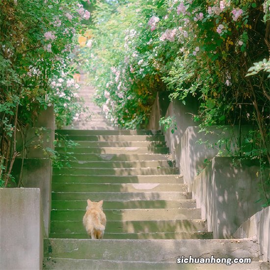 寒山寺在哪个省哪个市 寒山寺位于何处
