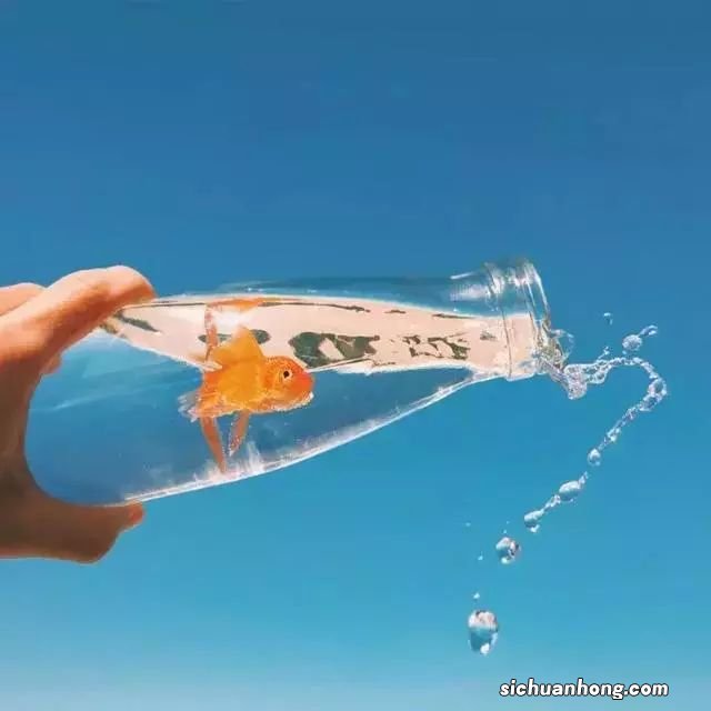 怎么才能看到已保存WiFi的密码?