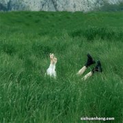 冰心的诗集代表作有哪些 ?冰心的诗集有哪些