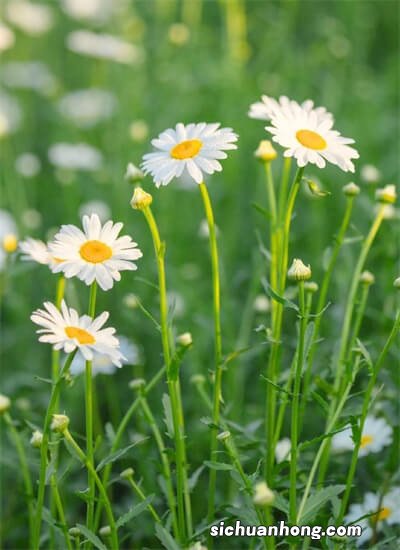 有哪些可以翻译文档且好用的软件吗?