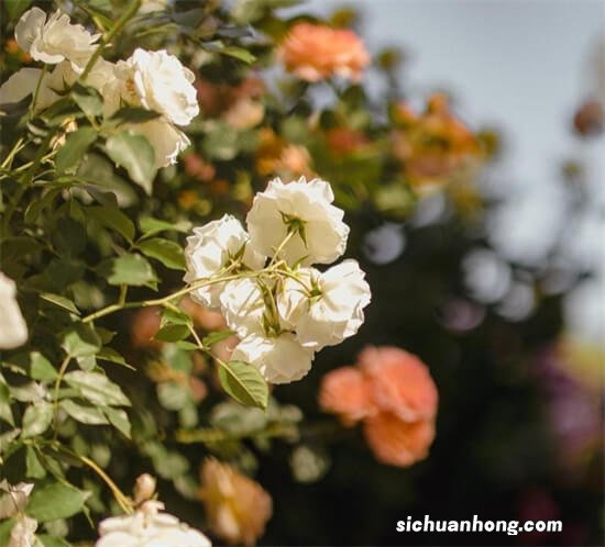 如何筑牢网络防火墙，防止黑客网络攻击？