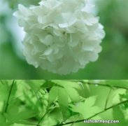 今天股市大盘行情：不排除今日A股确立反抽！