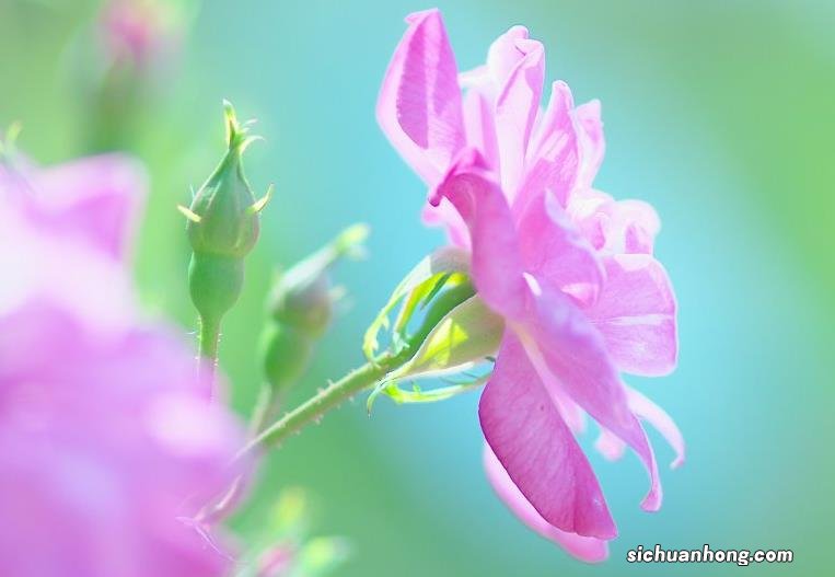 苹果北京预约维修售后——iPhone碎屏去哪01053620159