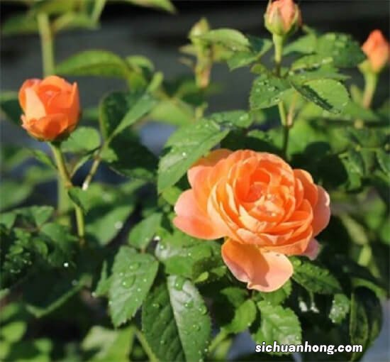 波斯菊的种植方法和注意事项