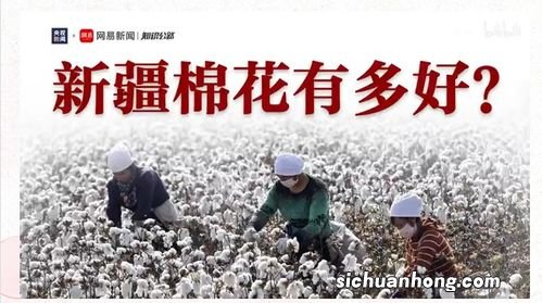 “新疆棉”事件