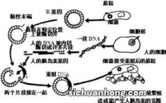 不同盐析法制备蛋白质