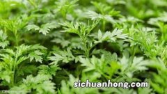 艾苗和艾根的种植哪一个比较好呢？