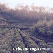 香榧的生物学特点