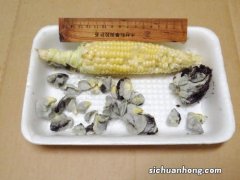 长在玉米上的“瘤状物”：黑粉菌食用价值较高