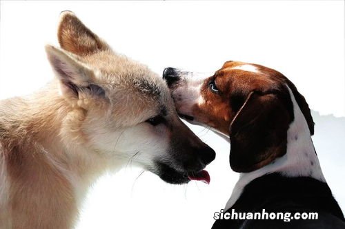 为何要克隆北极狼?