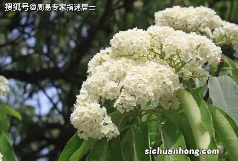 石楠花的味道究竟从何而来？