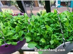 种植这些蔬菜的基本方法