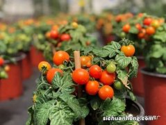 植株调整和人工授粉