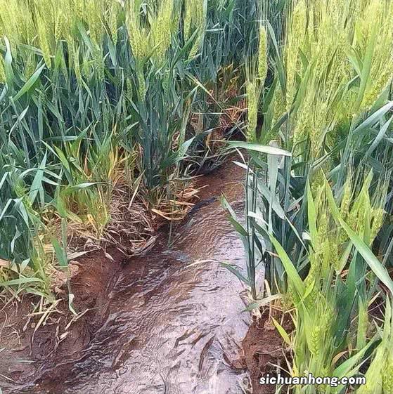 小麦进入灌浆期,需注意3种灾害产生