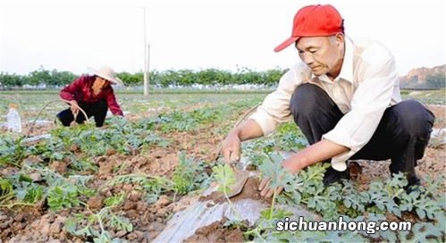 西瓜的压藤方法