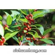 冬青又该怎么种植和管理呢