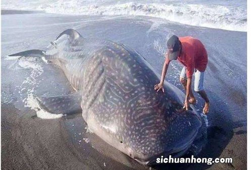 鲸鱼在死亡后什么情况下会爆炸?