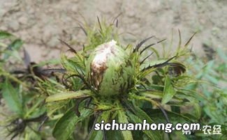 白术苗期虫害防治措施