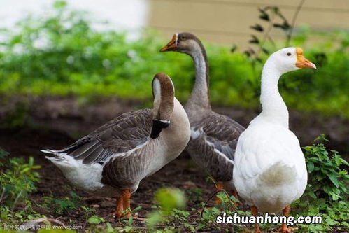 鸡鸭鹅——温州人超爱!
