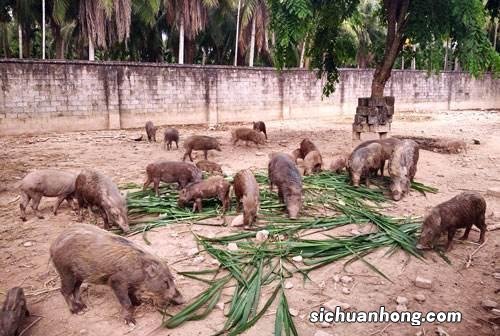 俄罗斯的种植养殖业概况怎样？