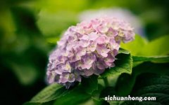 Hydrangea 绣球花