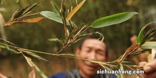 竹子开花，赶快搬家