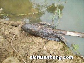 无言杀手——水葫芦加重水体富营养化，阻断鱼类生存空间