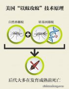 转基因蚊子为什么而生：以毒攻毒