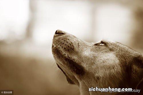 狗的长期记忆力能有多长？