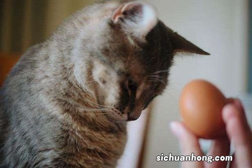 猫咪吃鸡蛋容易胆固醇高?