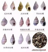 织纹螺，何许物种？