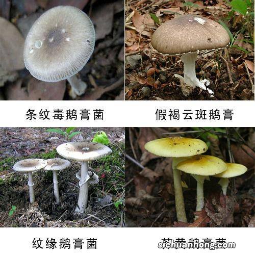 依照临床表现和危害器官分类 现如今市面上的“毒蘑菇”可以分为四种：