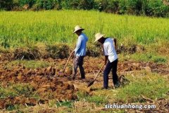 农民种地收入很低，确切需要国家财政的大力补助