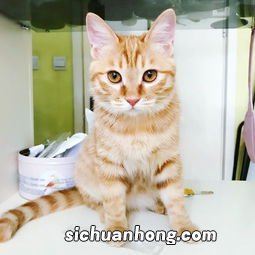 猫生气了怎么办