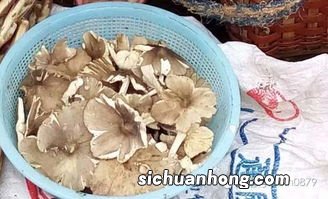 大红菌煮多久