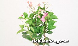 9月份修剪三角梅方法 三角梅的修剪方法