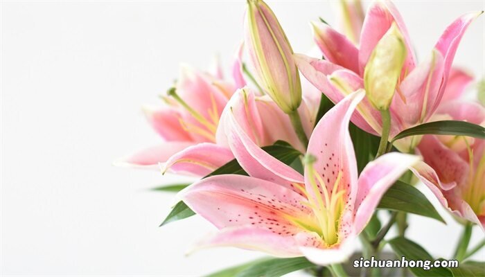 百合花的花语和寓意 百合花的花语