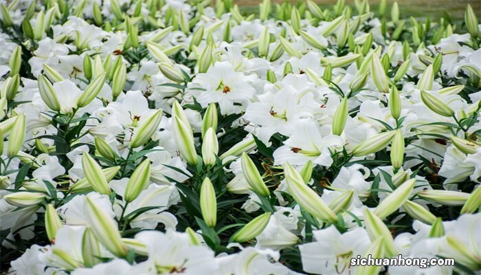 百合花的花语和寓意 百合花的花语