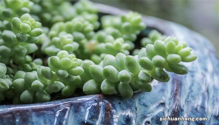 多肉植物种类有哪些图片 多肉植物种类有哪些