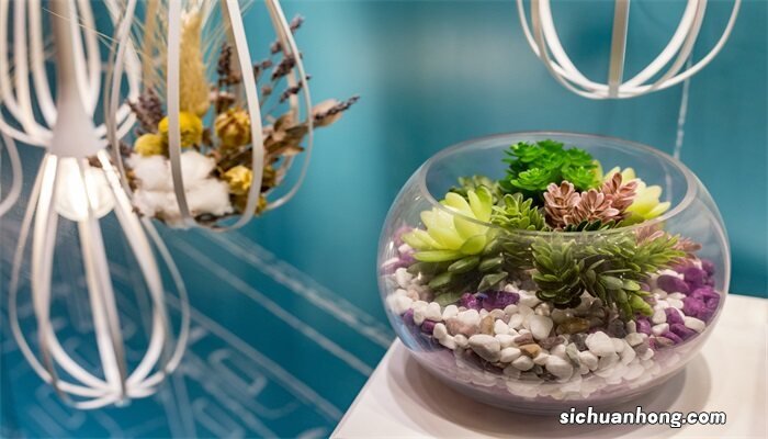 多肉营养土怎么搭配好看 多肉营养土怎么搭配