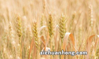 冬小麦和春小麦的区别 关于冬小麦和春小麦的区别