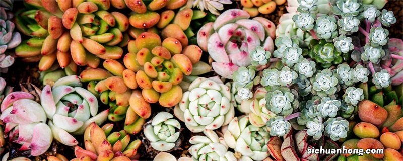 碧玉莲叶子瘪了怎么办 碧玉莲叶子发软有救吗