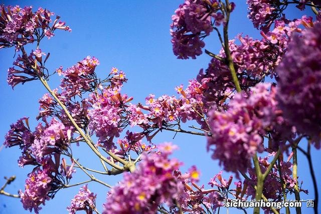 北海这条景观之路的紫色风铃花开了，速来打卡