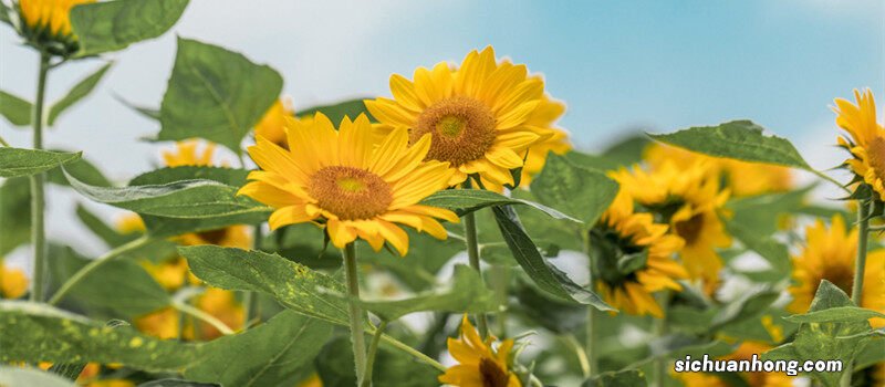 太阳花种子的种植方法和时间 太阳花的养殖方法和注意事项