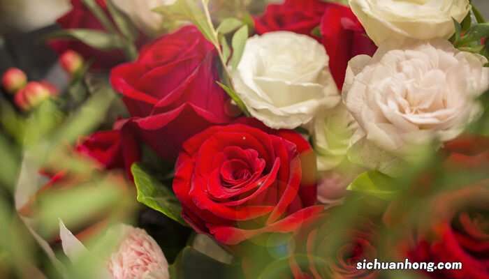 玫瑰的花语是什么 玫瑰的花语