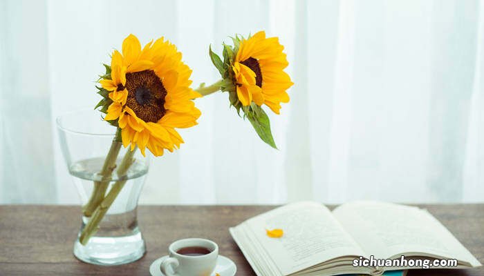 向日葵如何保存时间长 向日葵如何保存