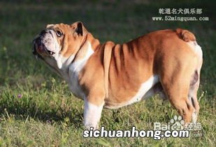 斗牛犬好养吗
