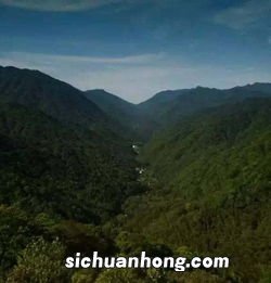 怎么辨别正山小种