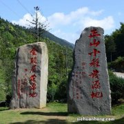 怎么辨别正山小种