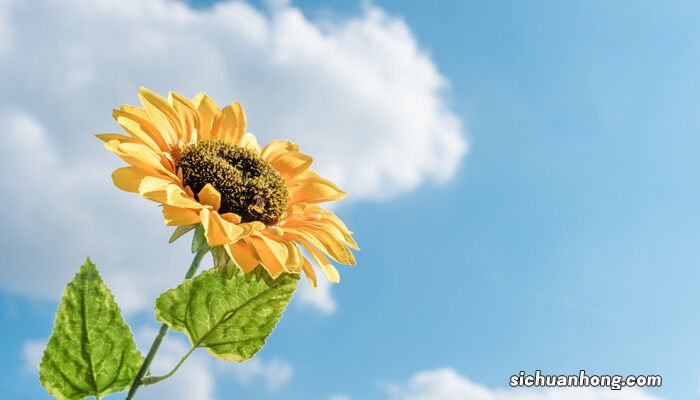 向日葵的花语是什么意思 寓意 向日葵的花语